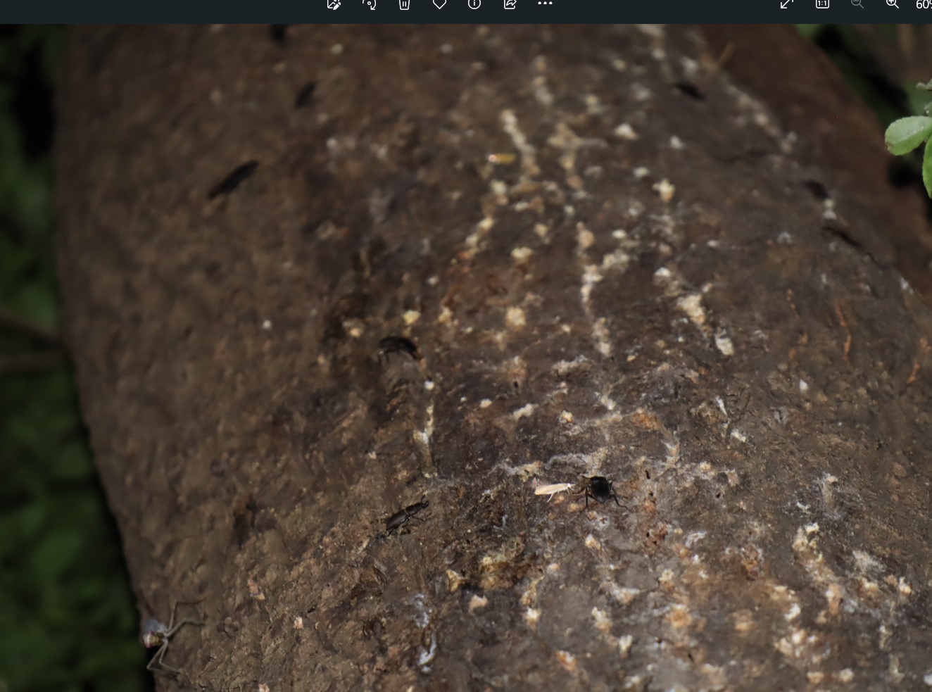 レッドアイ＆グレーボディのハラビロカマキリ 再び_クヌギ-ほったらかしの森_2023年10月2日19時25分気温21.3度